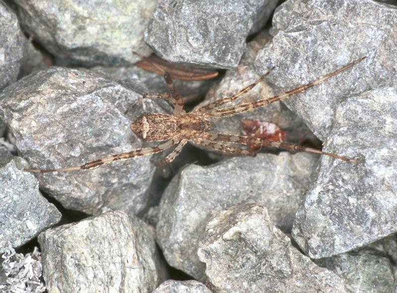 Episinus_maculipes_F2208_Z_79_Les Gris_Frankrijk.jpg